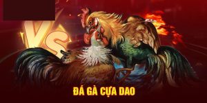 Đá gà cựa dao là gì?